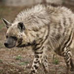 hiena - Gestreifte Hyene
