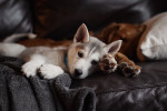 Un jeune Chien Loup Tchécoslovaque allongé sur un canapé avec un autre chien